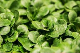 Kako i kada se sije MATOVILAC - najpoznatija zimska salata