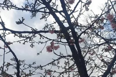 U Mostaru procvjetala japanska trešnja