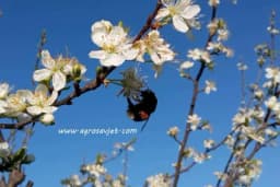 Bumbarima prijeti izumiranje zbog klimatskog haosa
