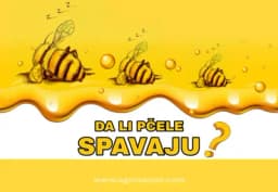 DA LI PČELE SPAVAJU?