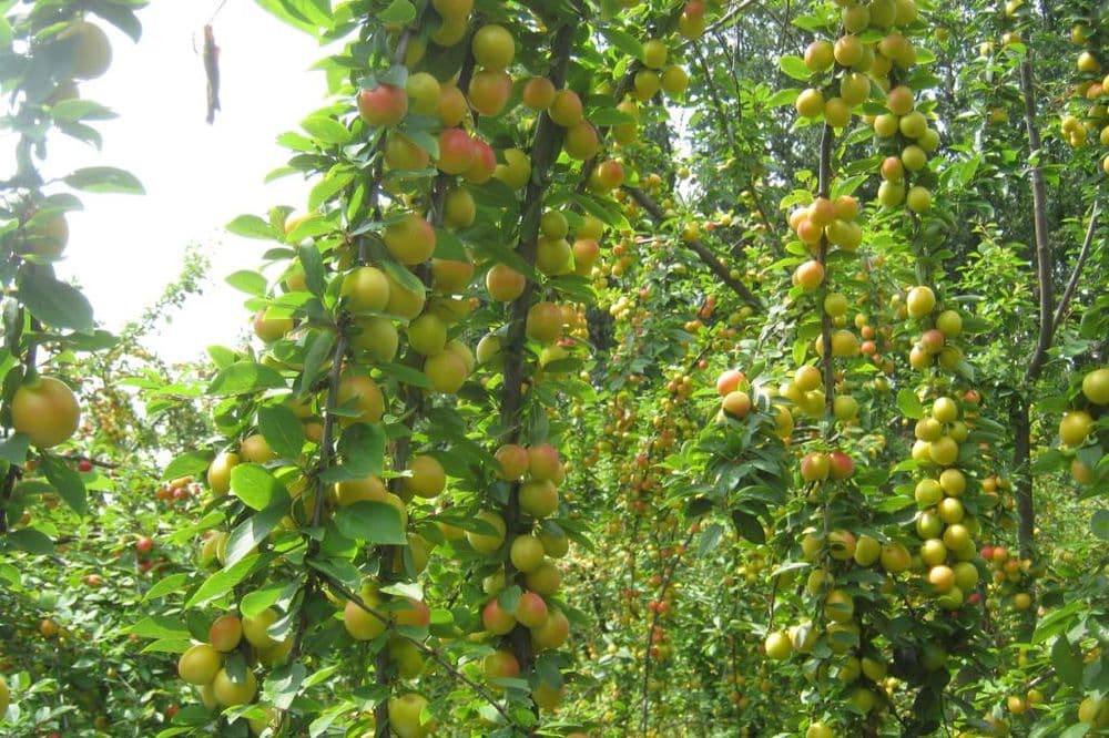 Dženarika - odlična podloga za kalemljenje šljive i kajsije