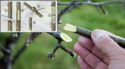 OSOBINE KALEMLJENIH VOĆAKA