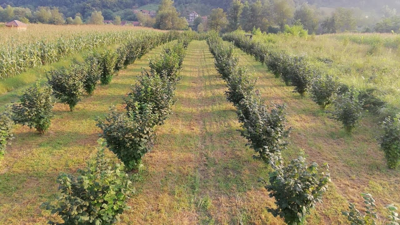Njega zasada lijeske poslije sadnje