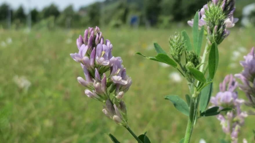 lucerka