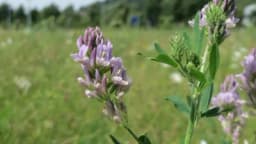 Kosidba lucerke – 3 metode određivanja optimalnog vremena kosidbe