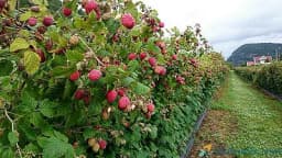 Najčešće GREŠKE pri sadnji MALINE