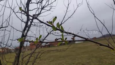 Cvjetanje kad mu VRIJEME NIJE /FOTO/