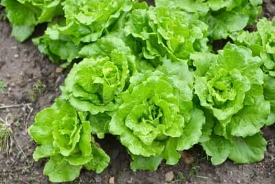 Navodnjavanje salate i spanaća