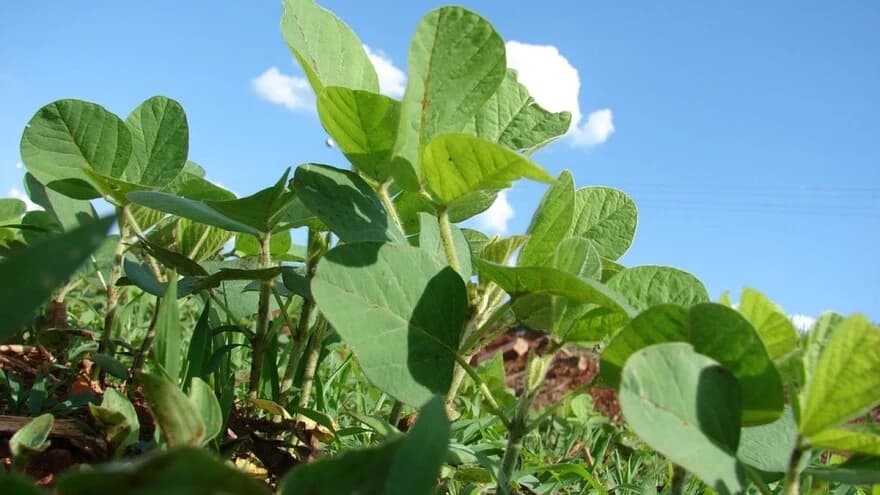 Sjetva soje u aprilu – đubrivo i navodnjavanje prije sjetve