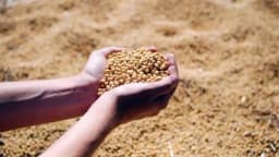 Rod soje duplo manji, cijene otkupa rekordne