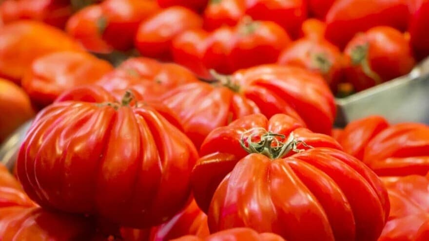 Volovsko srce - Isti naziv, drugačiji oblik - kakav je to paradajz?