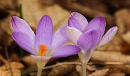 Šafran - Kako da uzgojite kod kuće najskuplji začin na svijetu