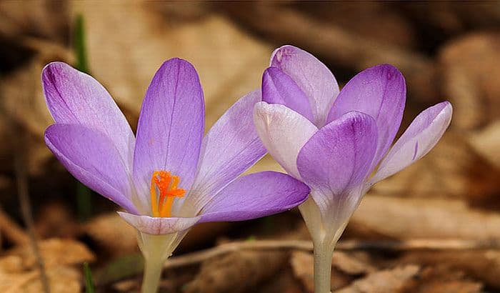 Šafran - Kako da uzgojite kod kuće najskuplji začin na svijetu