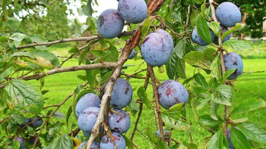 Pravilnim đubrenjem do visokih i stabilnih prinosa šljive
