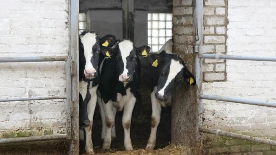 Dezinfekcija objekta za životinje