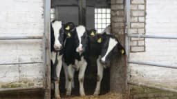 Dezinfekcija objekta za životinje