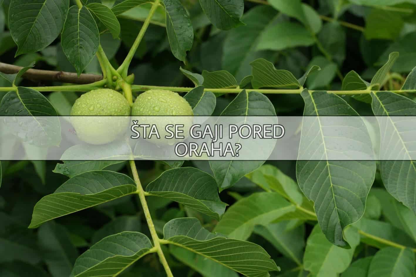 Šta se smije uzgajati u blizini oraha
