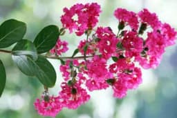 Indijski jorgovan - Uzgojite veoma atraktivan ukras bašte