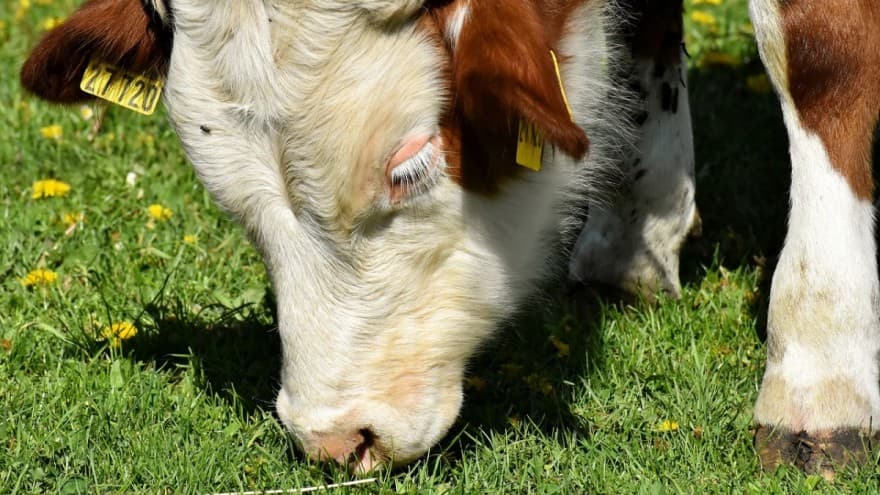 Ishrana životinja u organskoj proizvodnji: Šta je dozvoljeno, a šta nije?