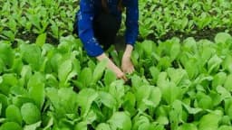 Grad u Hercegovini koji nudi besplatne parcele za povrtare