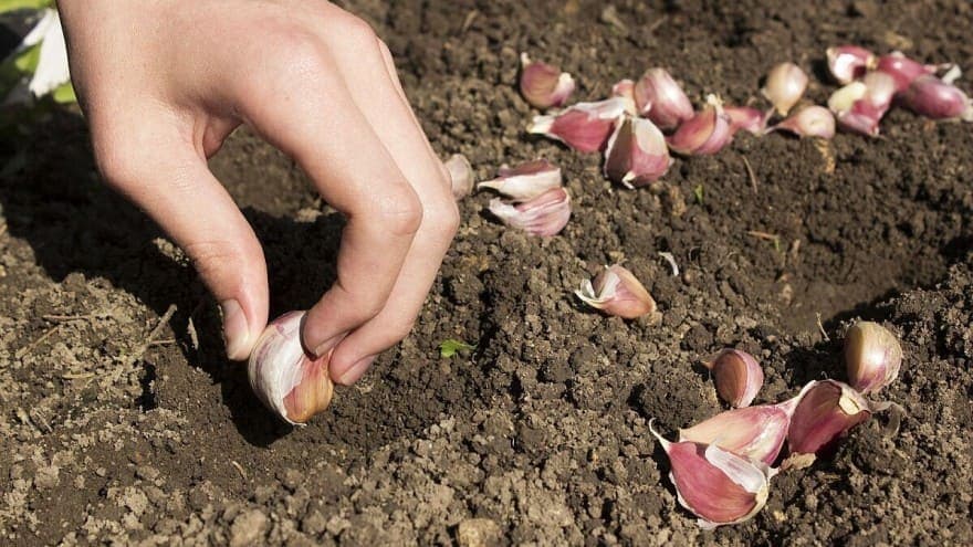 Možda niste znali, ali januar je idealan mjesec za sadnju bijelog luka