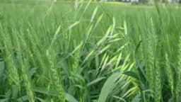 Ovaj korov drastično smanjuje prinos pšenice: Kako ga uništiti?