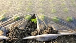 Kako boja folije za malčiranje utiče na gajene biljke