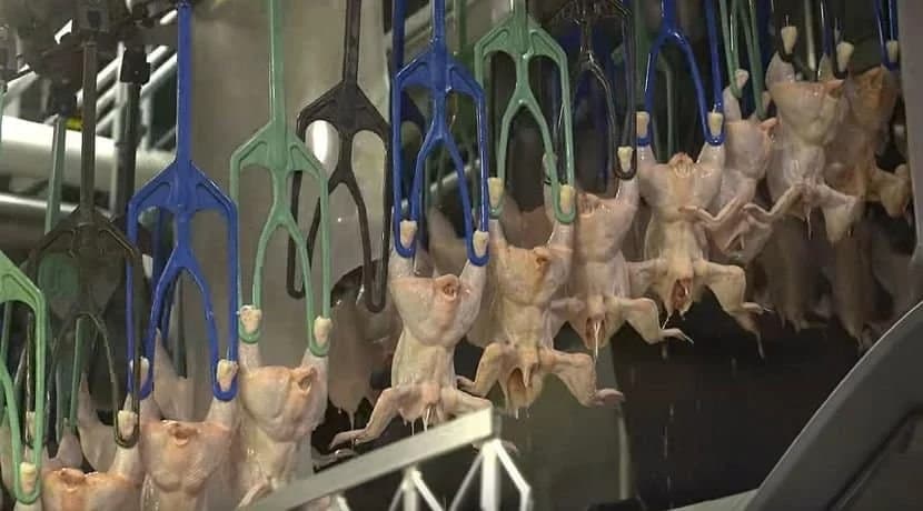 KOLIKO JE OPASNA HLORISANA PILETINA?