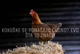 7 čudnih znakova koji ukazuju da su kokoške bolesne