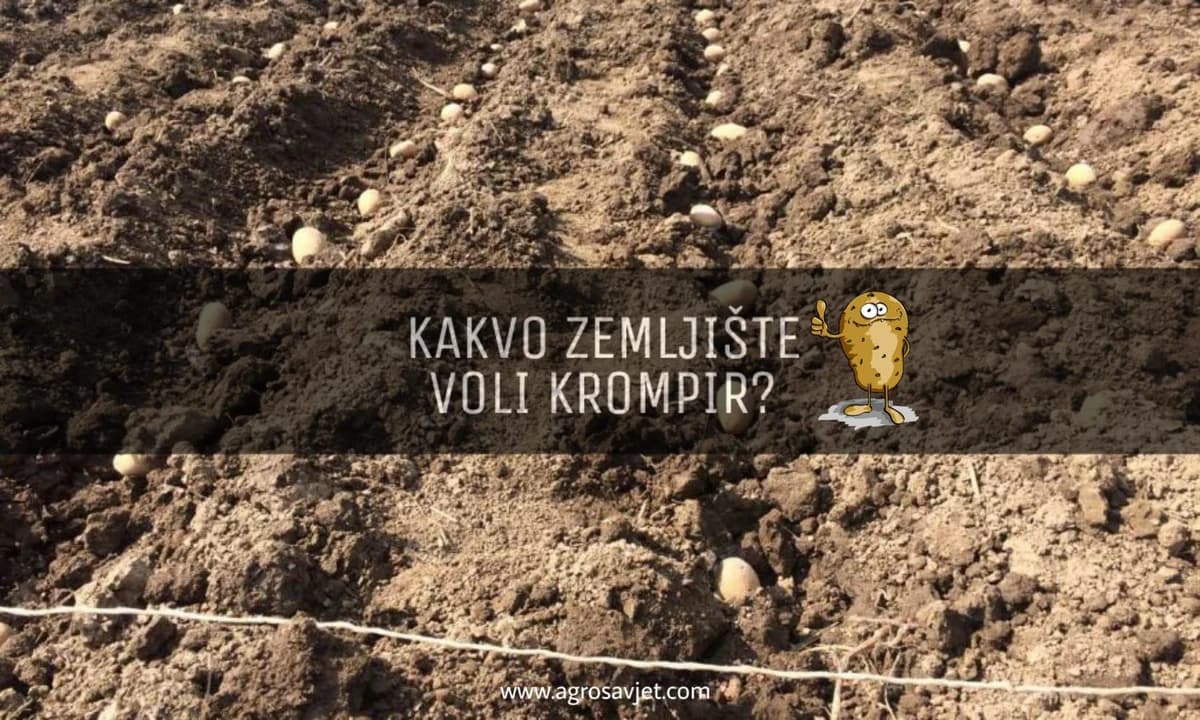 NA OVAKVOM ZEMLJIŠTU KROMPIR DAJE NAJVEĆI PRINOS
