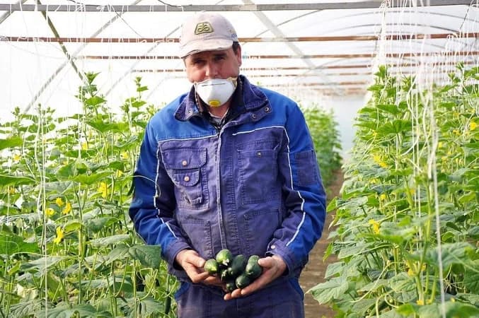 Proizvođači povrća u Crnjelovu rade punom parom: Počela berba krastavca s maskom na licu