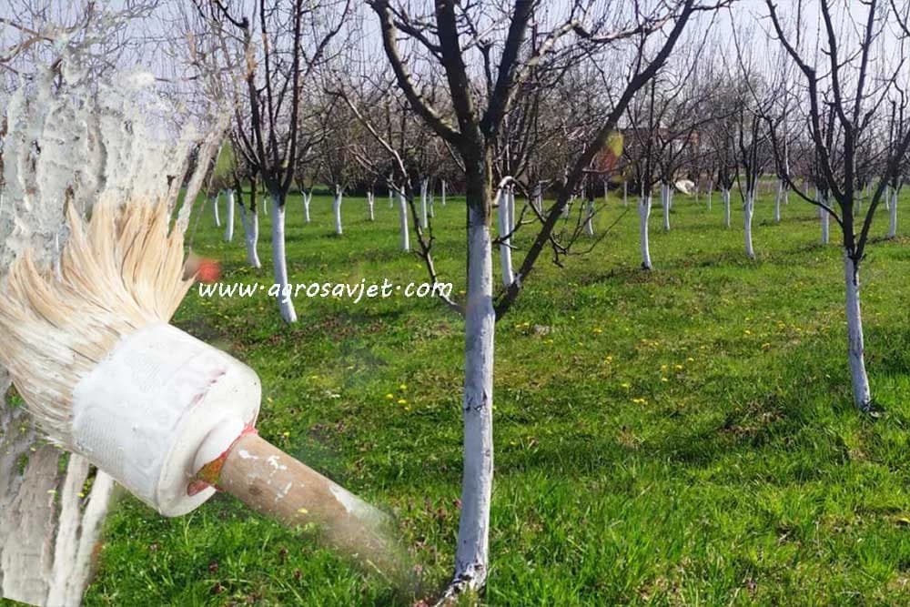 Krečenje stabla voćaka