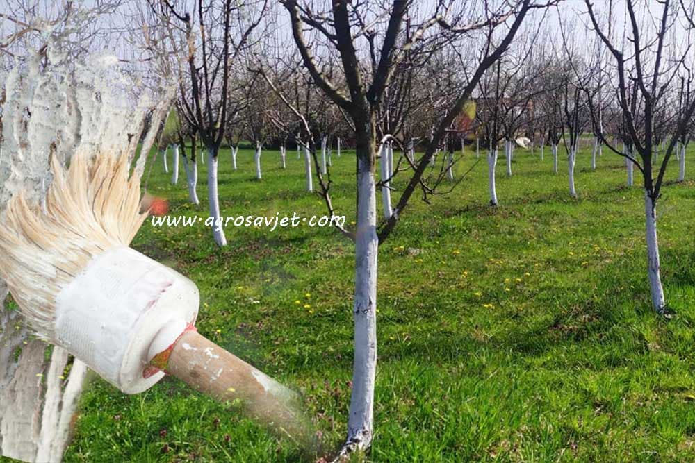 Krečenje stabla voćaka