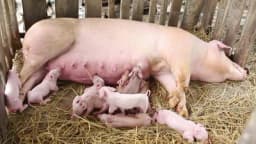 Kako prasićima skratiti repove i brusiti zube