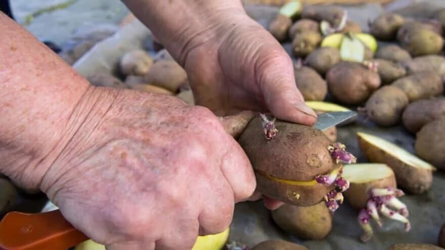 rezanje krtola krompira