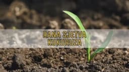 Rana sjetva kukuruza – za i protiv