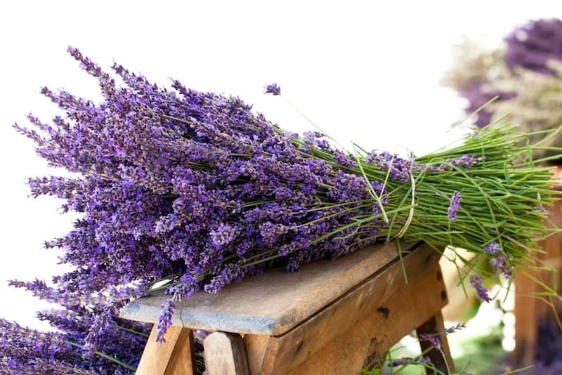 LAVANDA