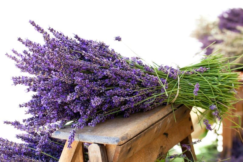 LAVANDA