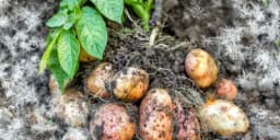 Kako spriječiti izmrzavanje krtola u zemlji?