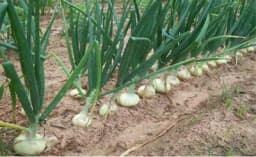 Šta će se desiti ako se zreo crni luk ne izvadi iz zemlje?