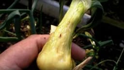 Lukova muva: Porastom temperature prijeti najopasnija štetočina luka