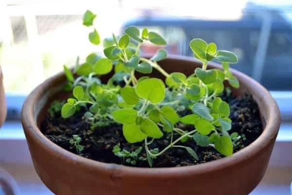 origano