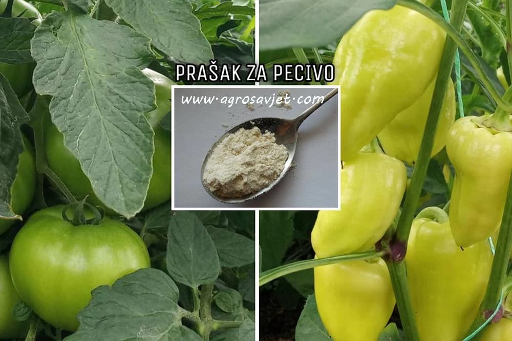 Prašak za pcevio - upotreba u bašti