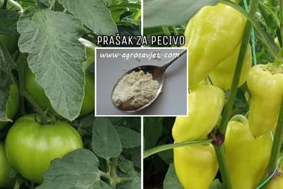 Evo kako koristiti prašak za pecivo u vrtu?