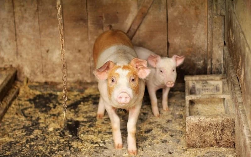 Hoće li biti odblokiran uvoz svinjetine u BiH iz Srbije