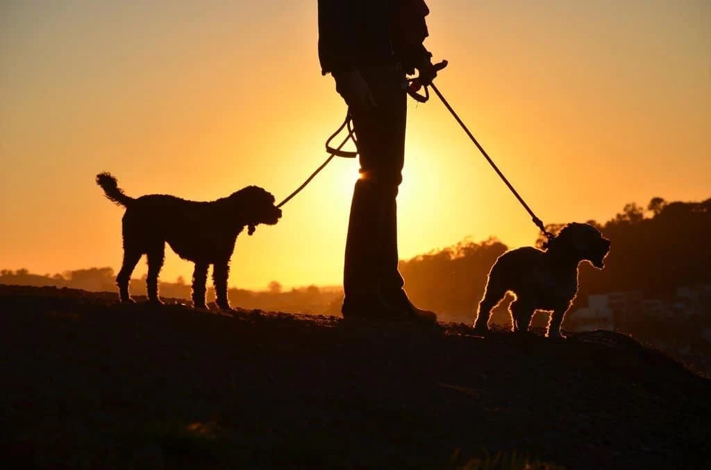 Vlasti izdale uputstvo: U šetnju samo sa živim psima