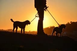 Vlasti izdale uputstvo: U šetnju samo sa živim psima