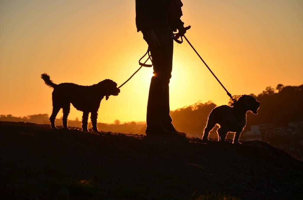 Vlasti izdale uputstvo: U šetnju samo sa živim psima