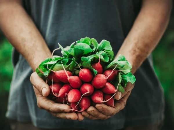 Rotkvica - Idealan čistač organizma