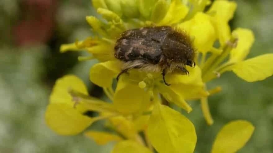 Rutava buba će se pojaviti ranije zbog visokih temperatura - napada sve što cvjeta